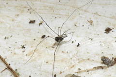 Mitostoma chrysomelas