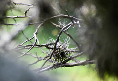 Tillandsia recurvata