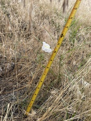 Oenothera coronopifolia