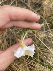 Oenothera coronopifolia