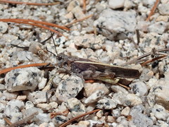 Cratypedes neglectus