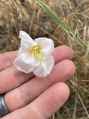 Oenothera coronopifolia