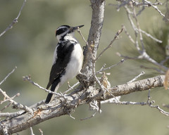 Dryobates villosus orius