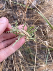 Oenothera coronopifolia