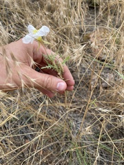 Oenothera coronopifolia