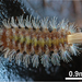 Lophoproctidae - Photo (c) Cuong Huynh, Anneke A. Veenstra, algunos derechos reservados (CC BY)
