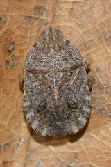 Sciocoris microphthalmus