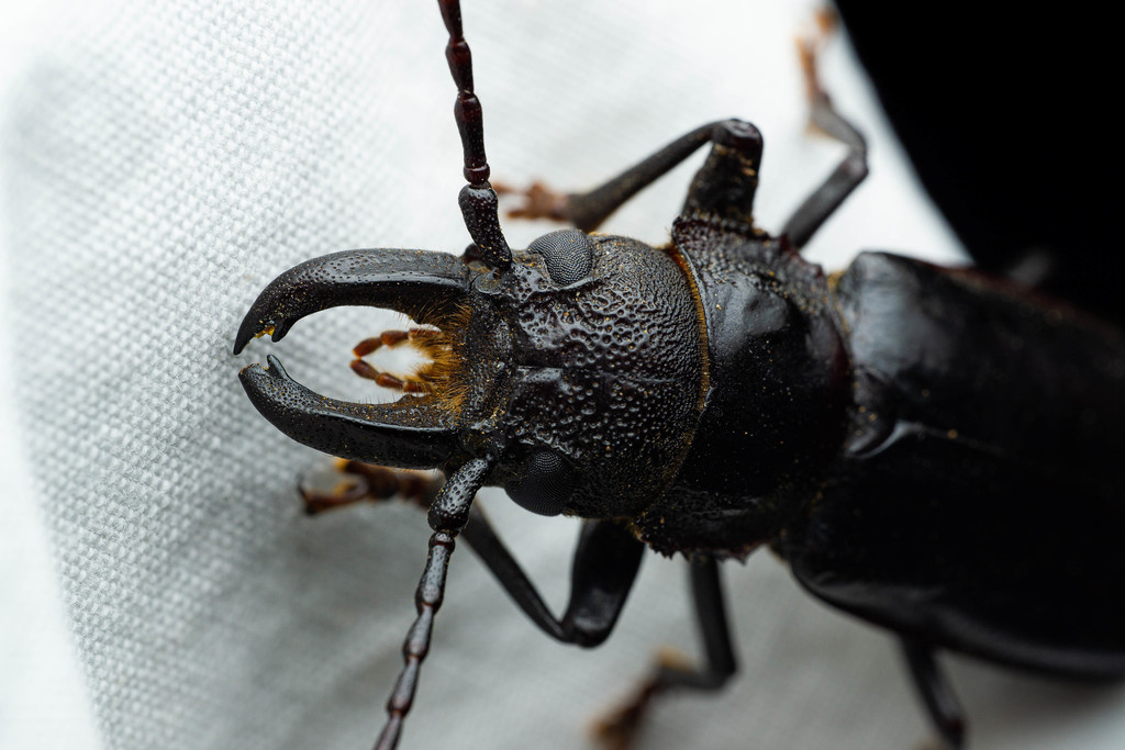 Nothopleurus serratus