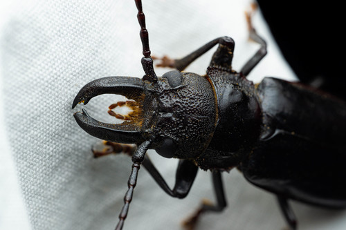Nothopleurus serratus