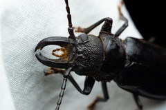 Nothopleurus lobigenis