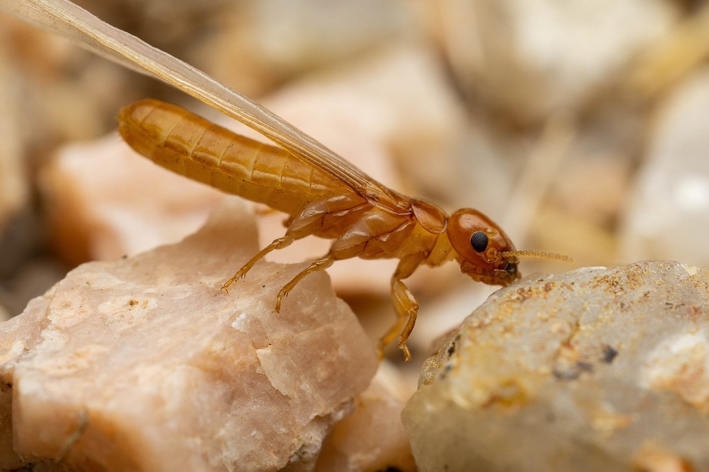 Light Western Drywood Termite