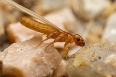 Marginitermes hubbardi