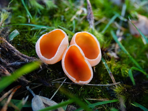 Aleuria aurantia — (c) Jacqui Geux, some rights reserved (CC BY)