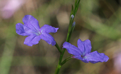 Bouchea linifolia
