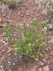 Grindelia subalpina