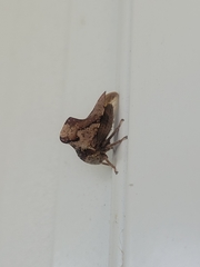 Telamona ampelopsidis