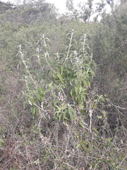 Buddleja stachyoides
