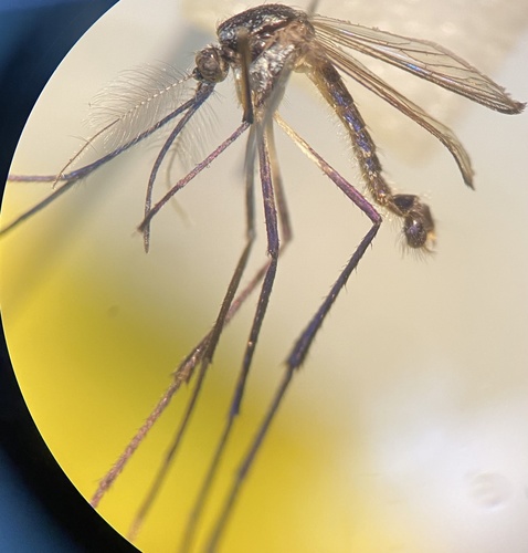 Psorophora horrida