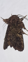 Argyrosticta decumana