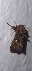 Argyrosticta decumana