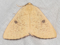 Hesperumia fumosaria