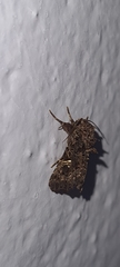 Argyrosticta decumana