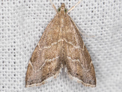 Aethiophysa extorris