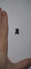 Argyrosticta decumana