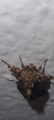 Argyrosticta decumana