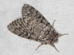 Panthea virginarius