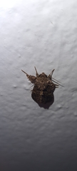 Argyrosticta decumana