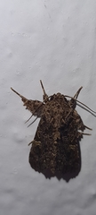 Argyrosticta decumana