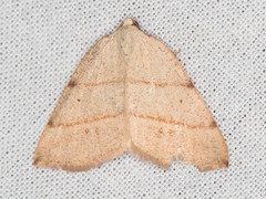 Drepanulatrix bifilata