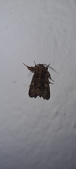 Argyrosticta decumana