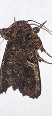Argyrosticta decumana