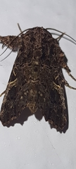 Argyrosticta decumana
