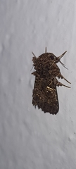Argyrosticta decumana