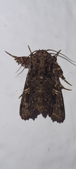Argyrosticta decumana