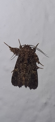 Argyrosticta decumana