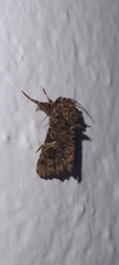 Argyrosticta decumana