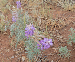 Lupinus caudatus