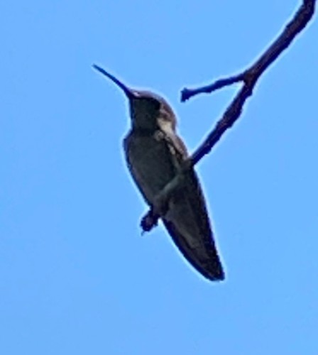 photo of Anna's Hummingbird (Calypte anna)