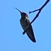 photo of Anna's Hummingbird (Calypte anna)