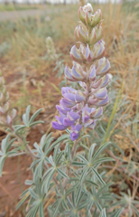 Lupinus caudatus