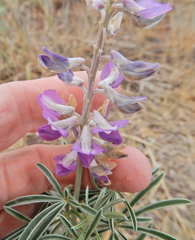Lupinus caudatus