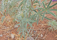 Lupinus caudatus