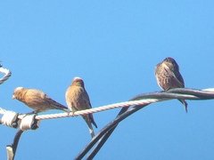 Leucosticte atrata