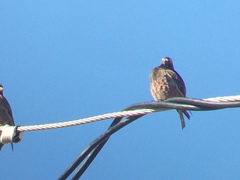 Leucosticte atrata