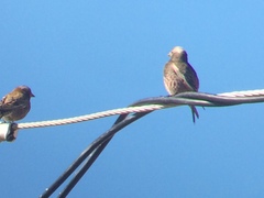 Leucosticte atrata