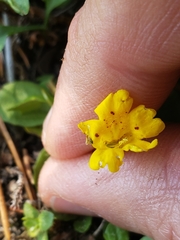 Erythranthe primuloides